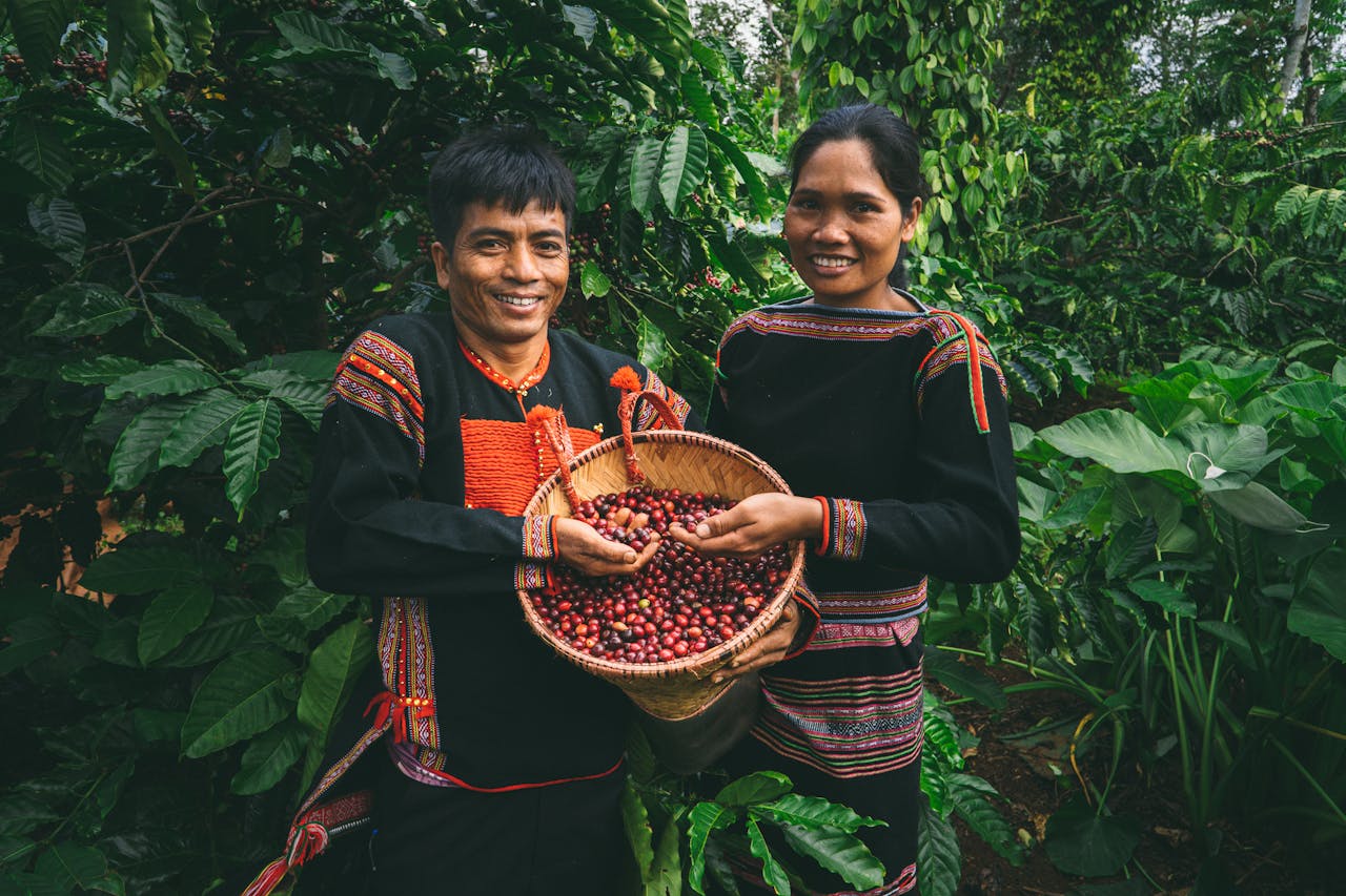 The locals harvest Coffee in Buon Ma Thuot, Dak Lak